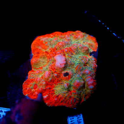 JC Halloween Rainbow Colony