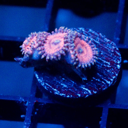 Amber Bliss Zoanthid