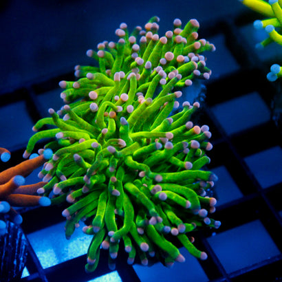 JC Cotton Candy (2 Heads)