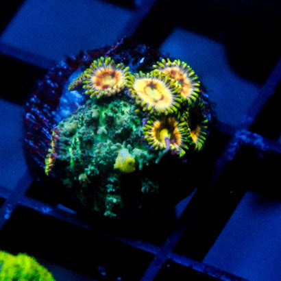 Alien Bounce with Lunar Flare Zoa