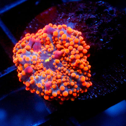 JC Ultra Orange Yuma