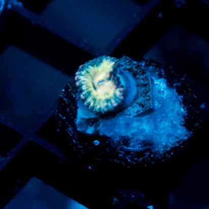 Strawberry Milkshake