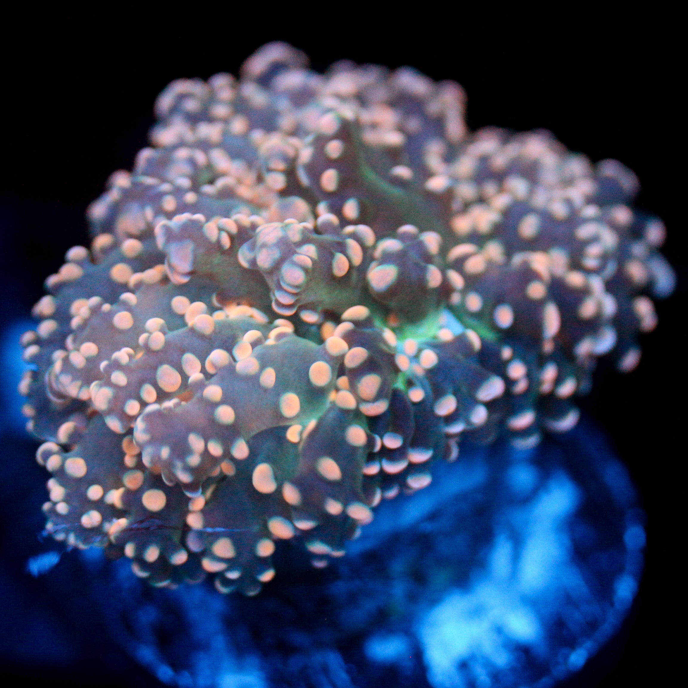 JC Pretty Peachy Octo