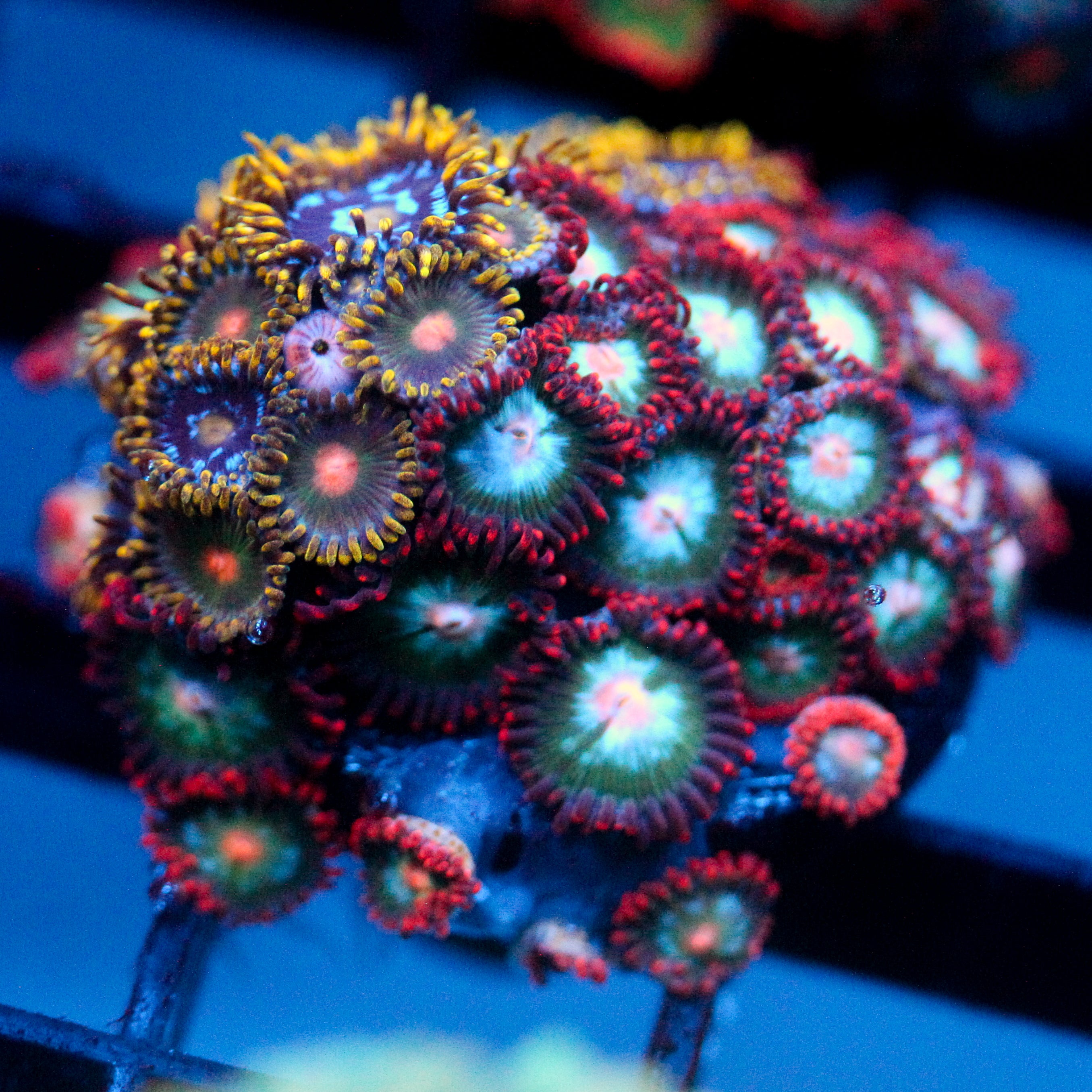 JC Zoa Garden Seed