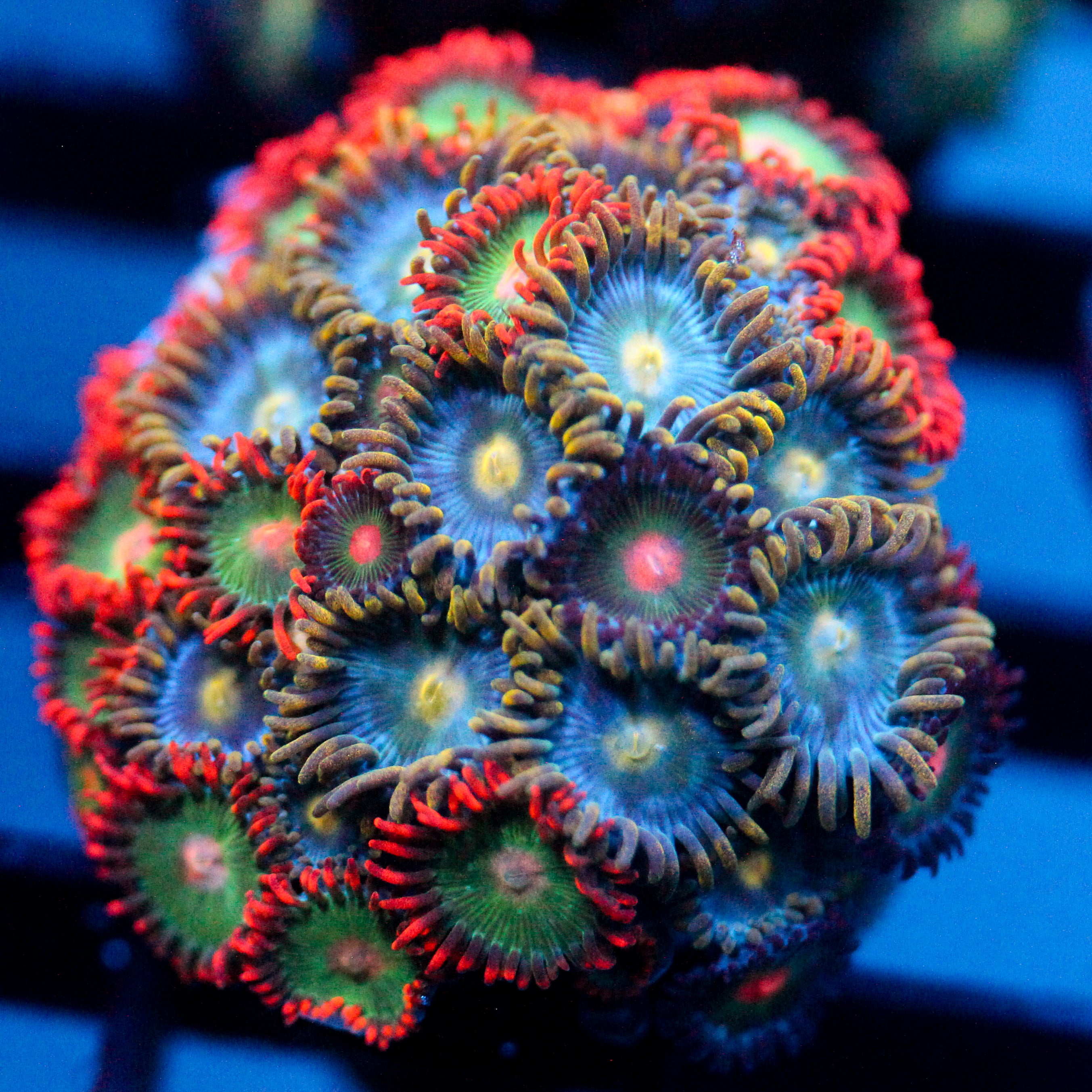 JC Gatorade Zoanthids Mix