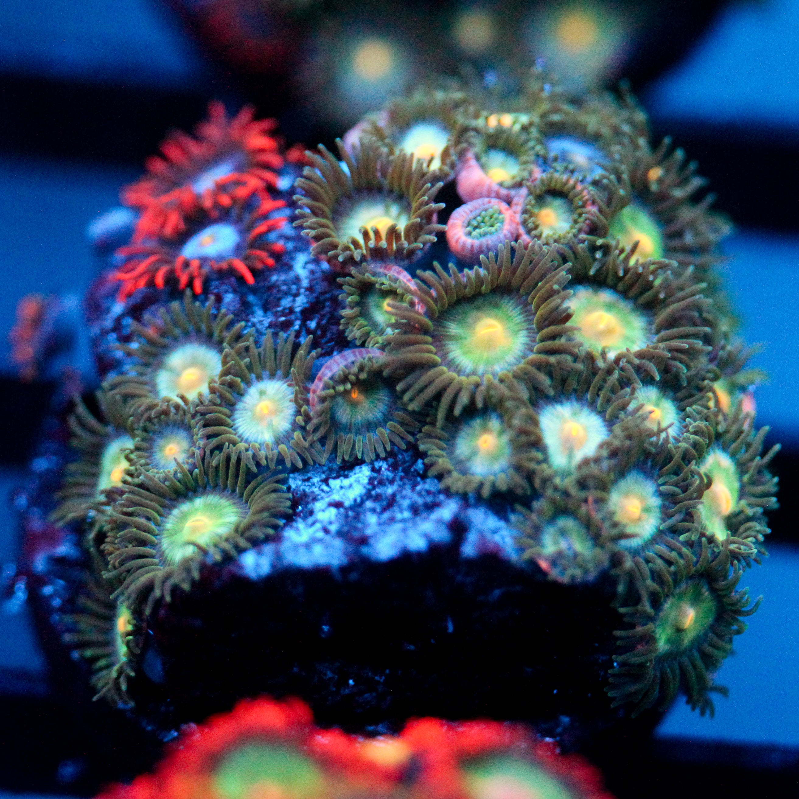 JC Zoa Garden Seed
