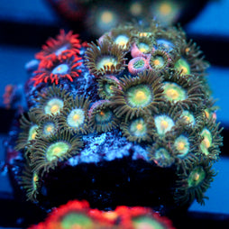 JC Zoa Garden Seed