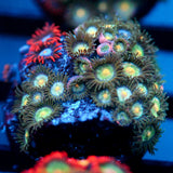 JC Zoa Garden Seed