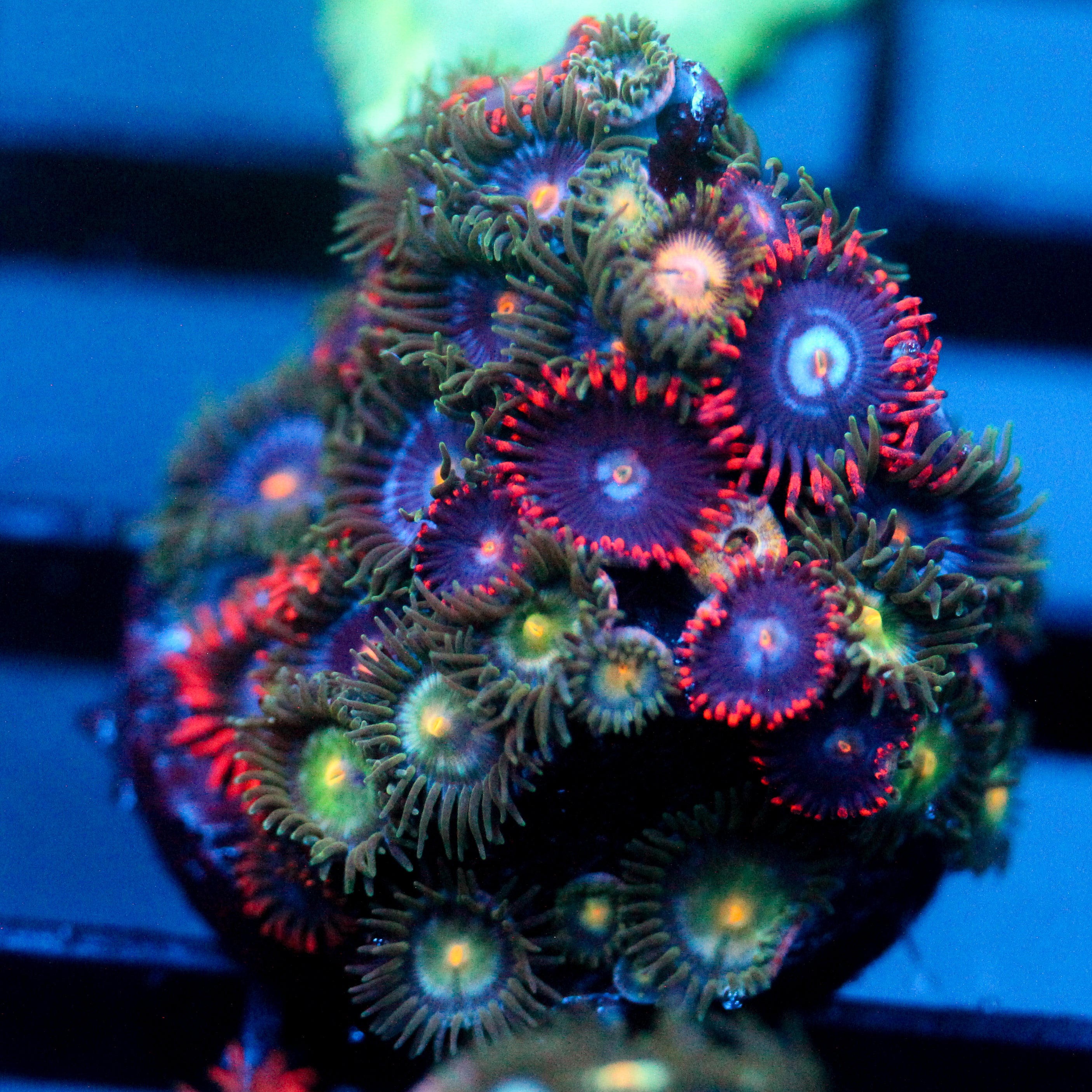 JC Edge of Reality Zoanthid Mix