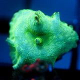 JC Cherenkov Radiation Discosoma