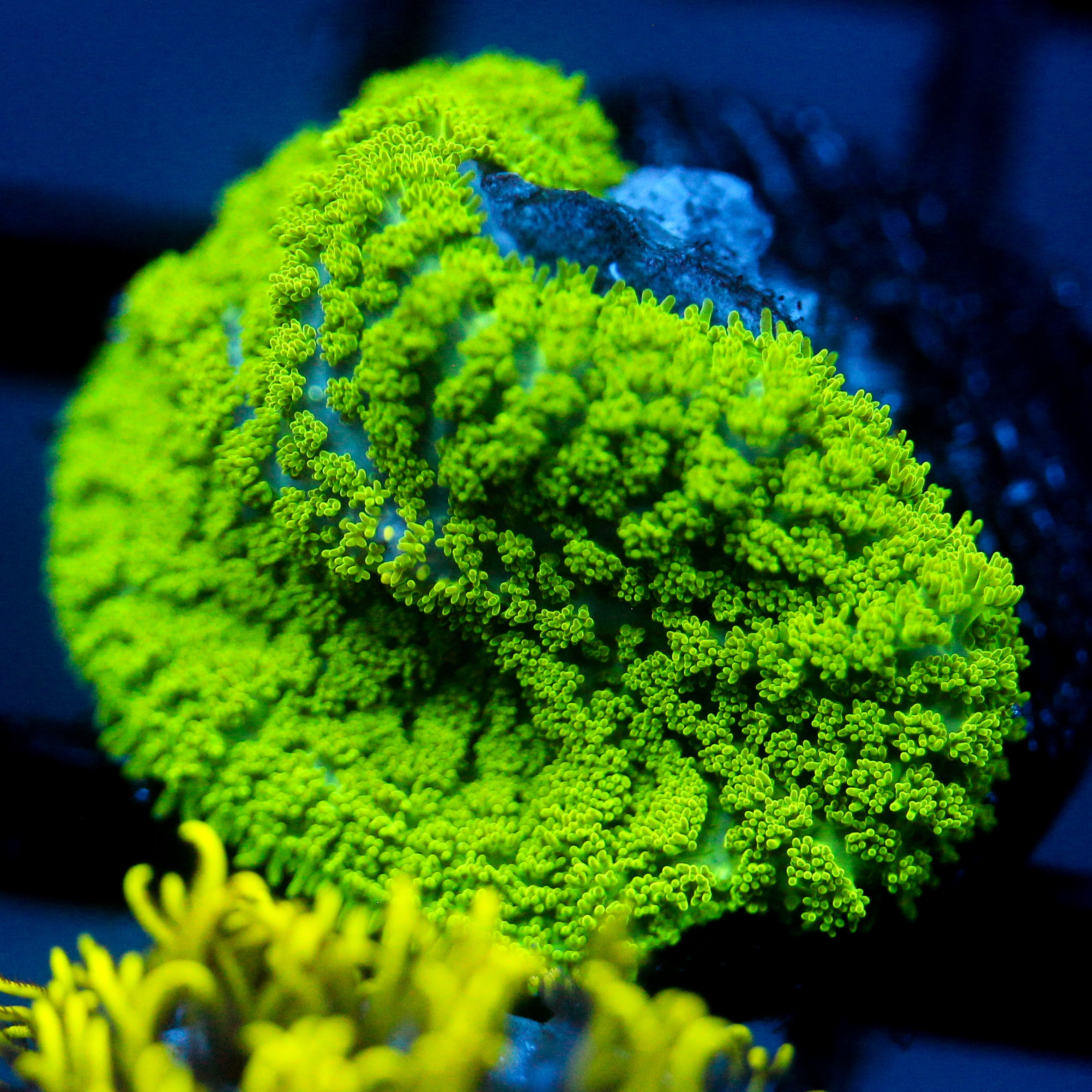 JC Neon Green Rhodactis