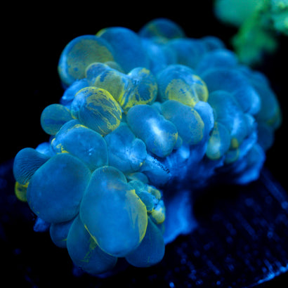 JC Mini 2" Yellow Splatter Bubble Coral