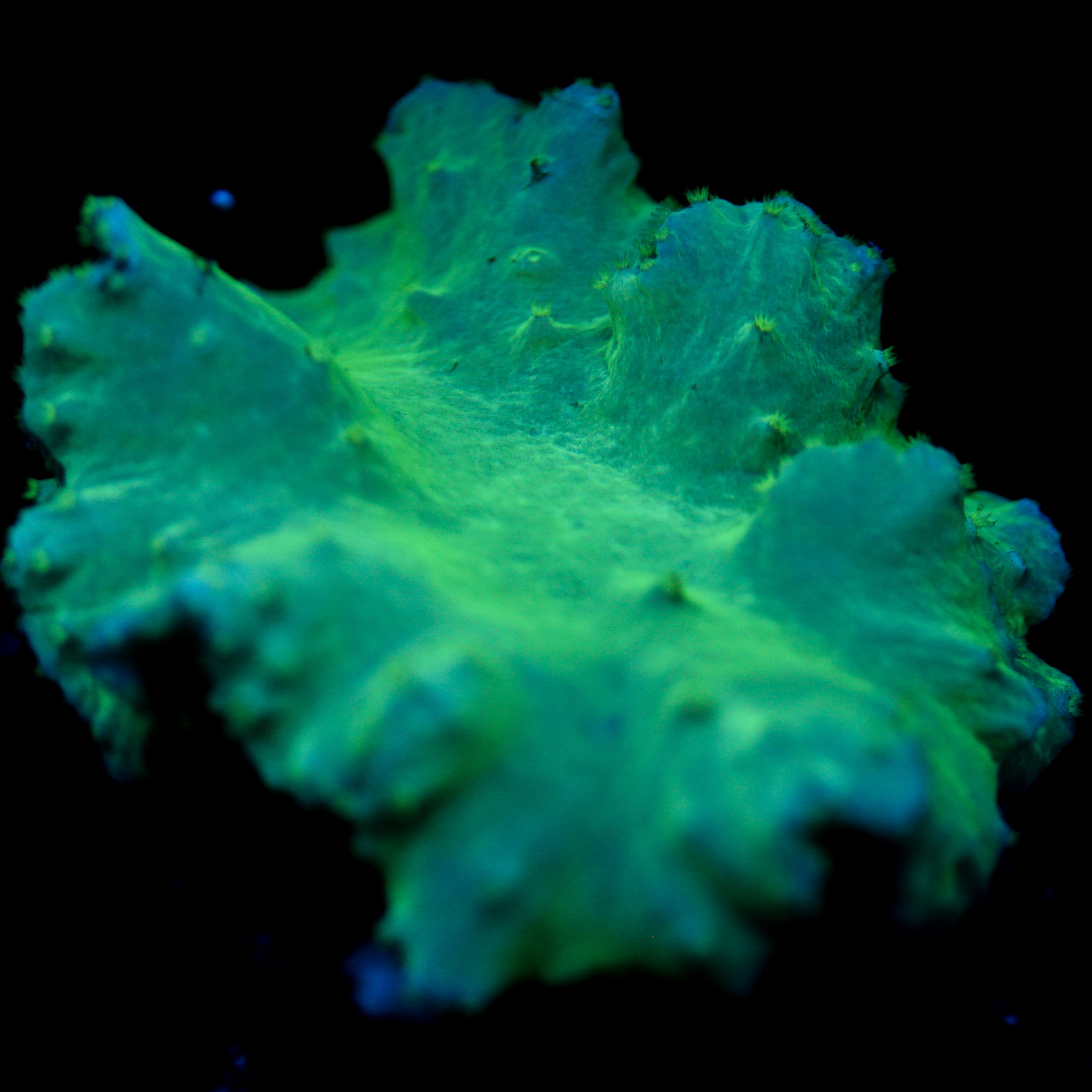 JC Neon Cabbage Coral
