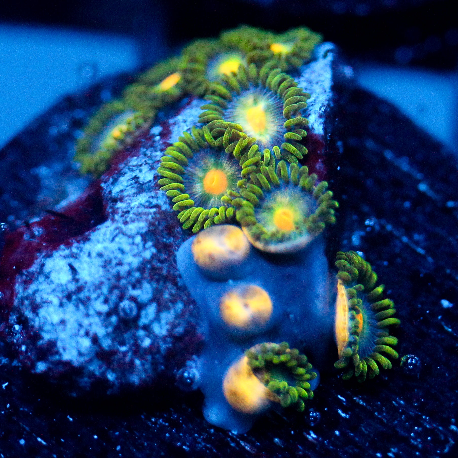 JC Green Crawler Zoanthid