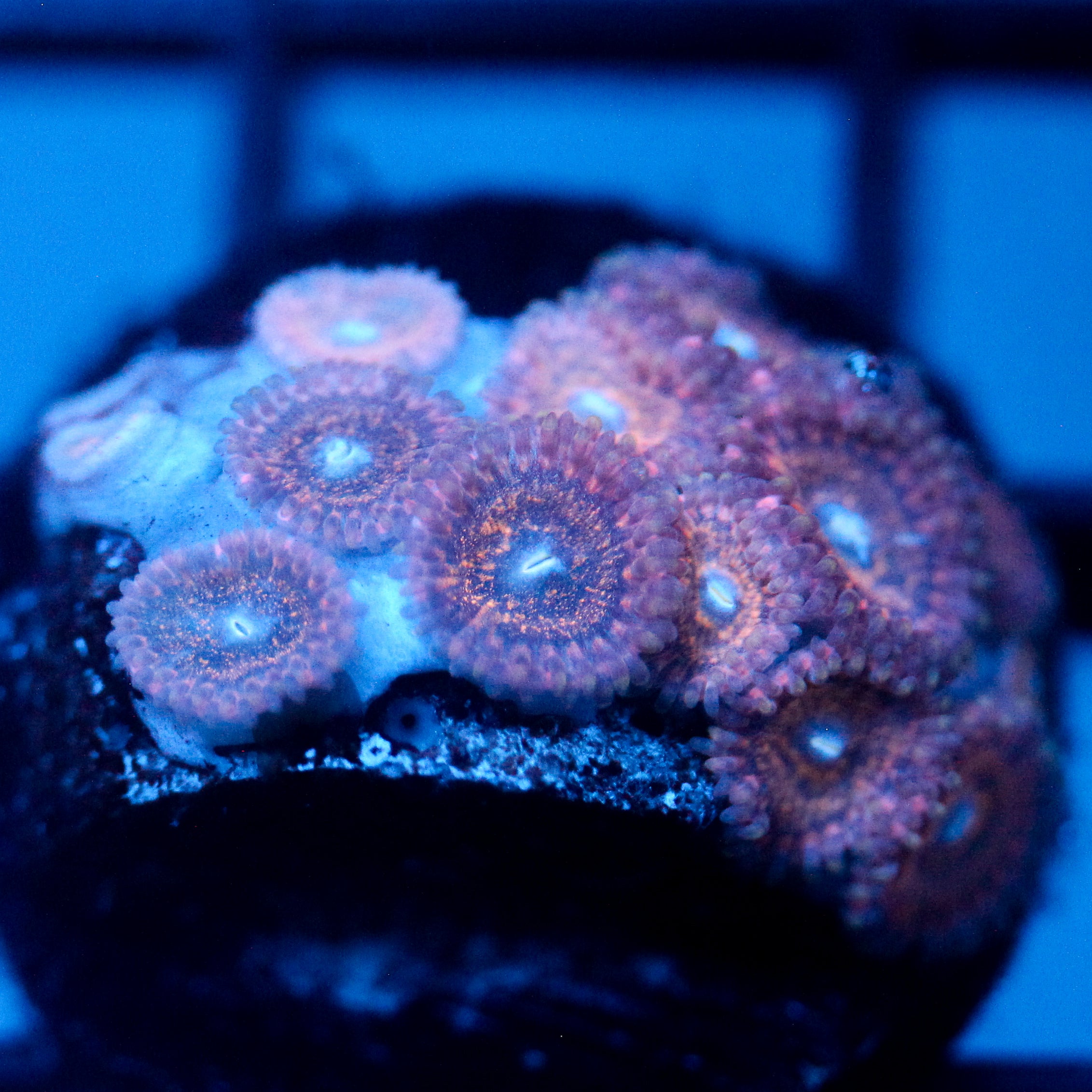 JC Peachy Zoanthids