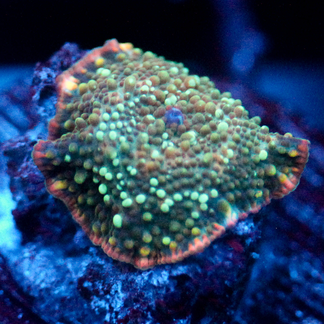 JC Blue Stella Discosoma