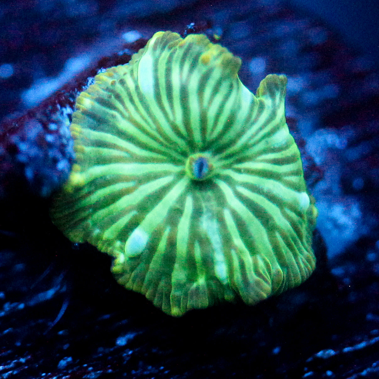 JC Blue Streak Watermelon Rind Discosoma