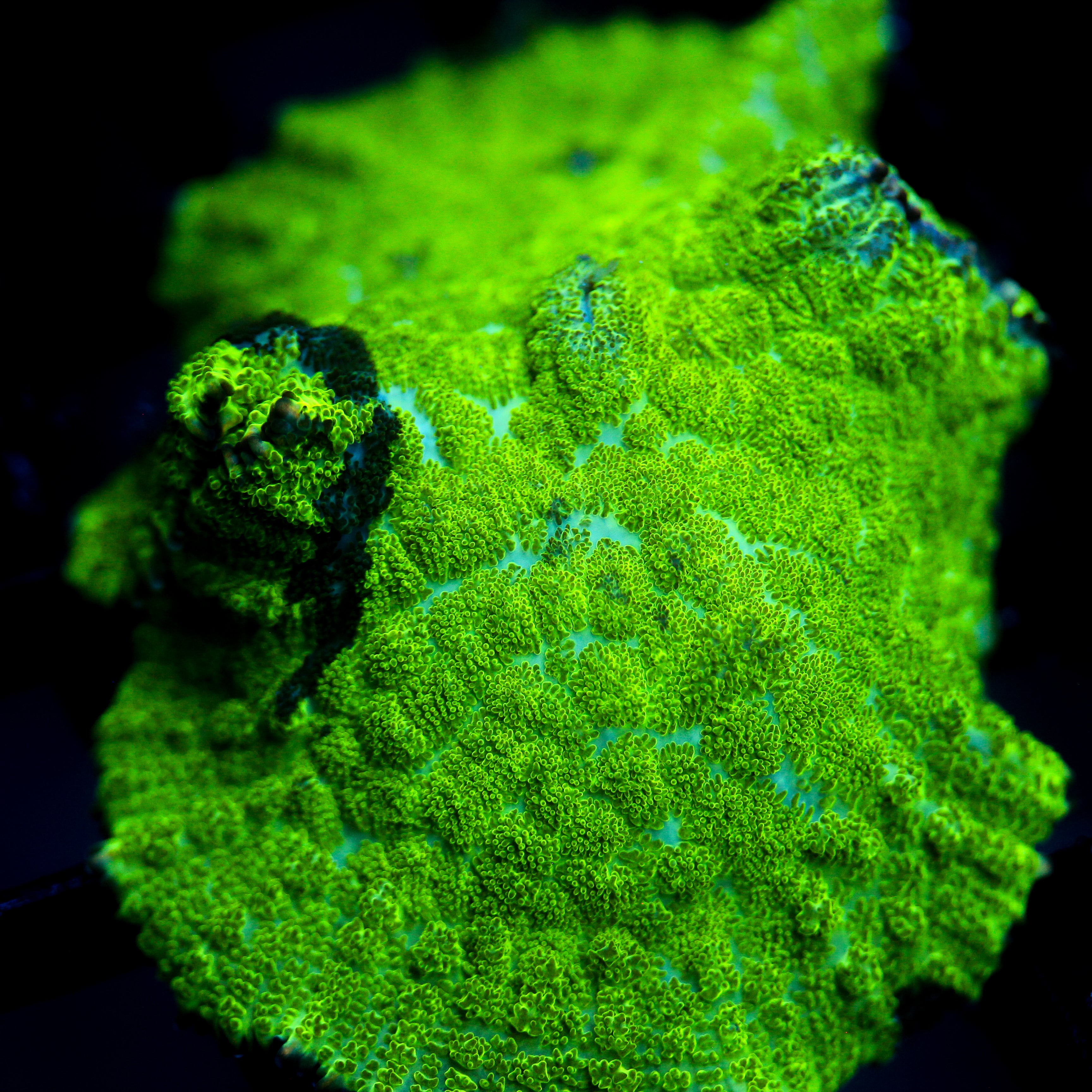 JC Kryptonite Rhodactis