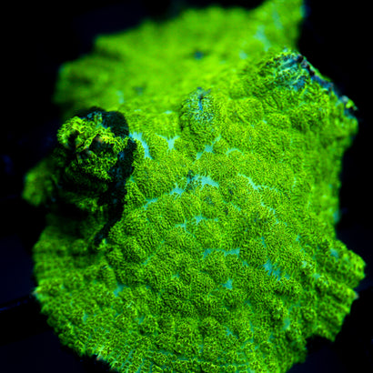 JC Kryptonite Rhodactis