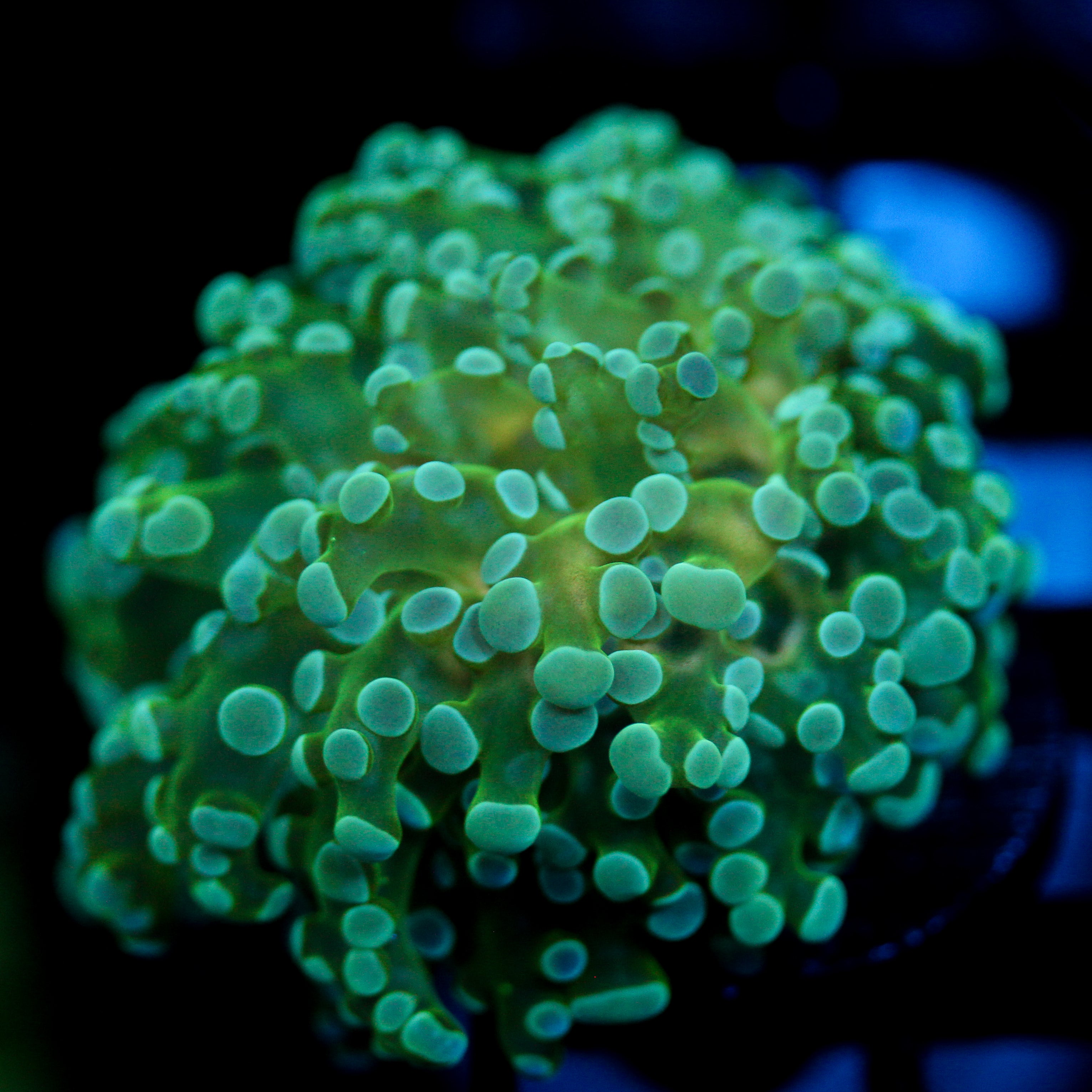 JC Underglow Octo