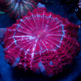 JC Red Omnipotent Acanthophyllia
