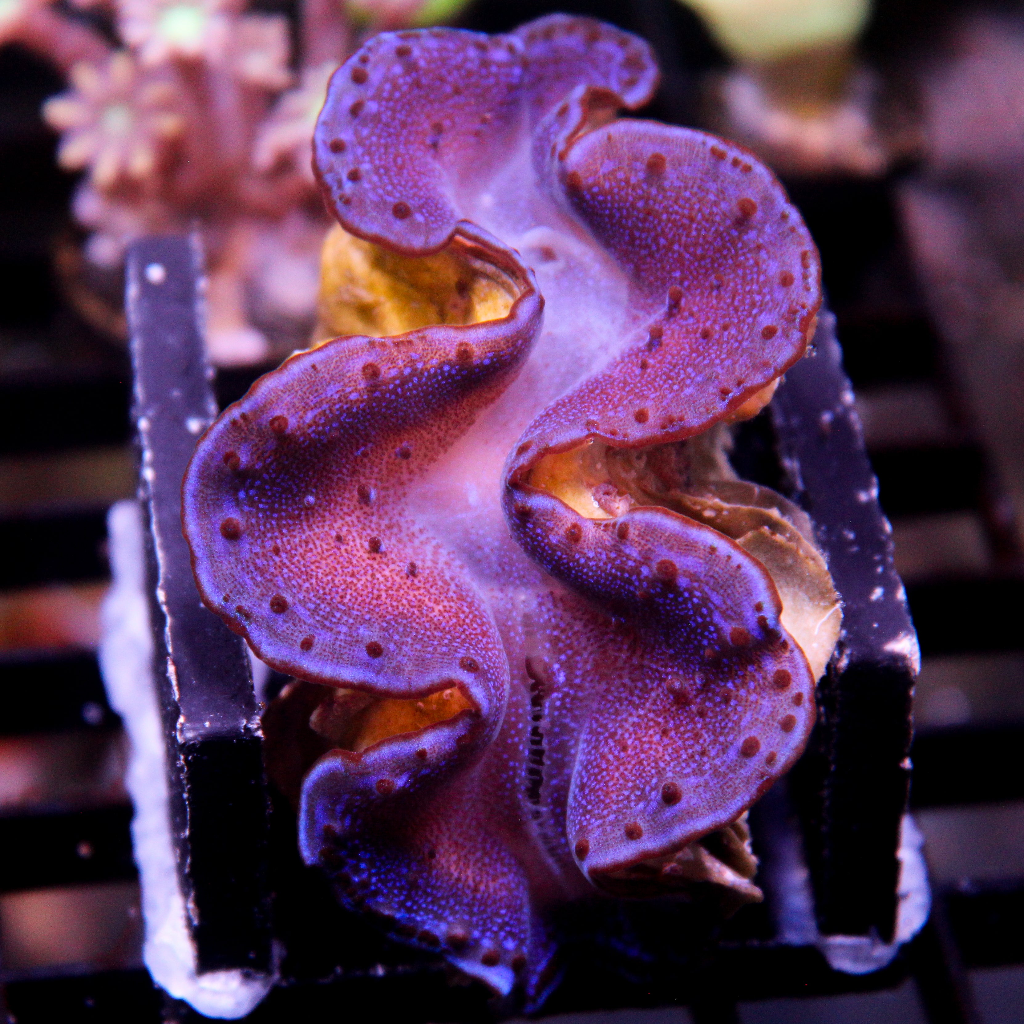 Biota Electric Blue Maxima