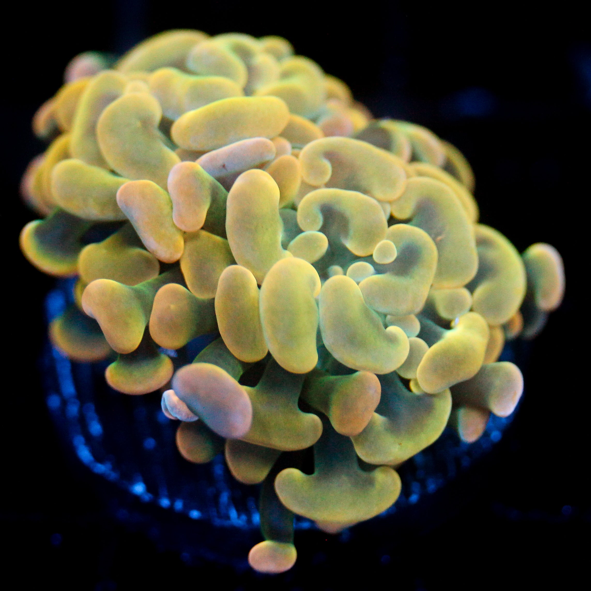 JC Orange Glow Hammer