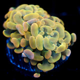 JC Orange Glow Hammer