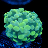 JC Flubber Frammer