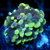 JC Neon Splatter Hammer