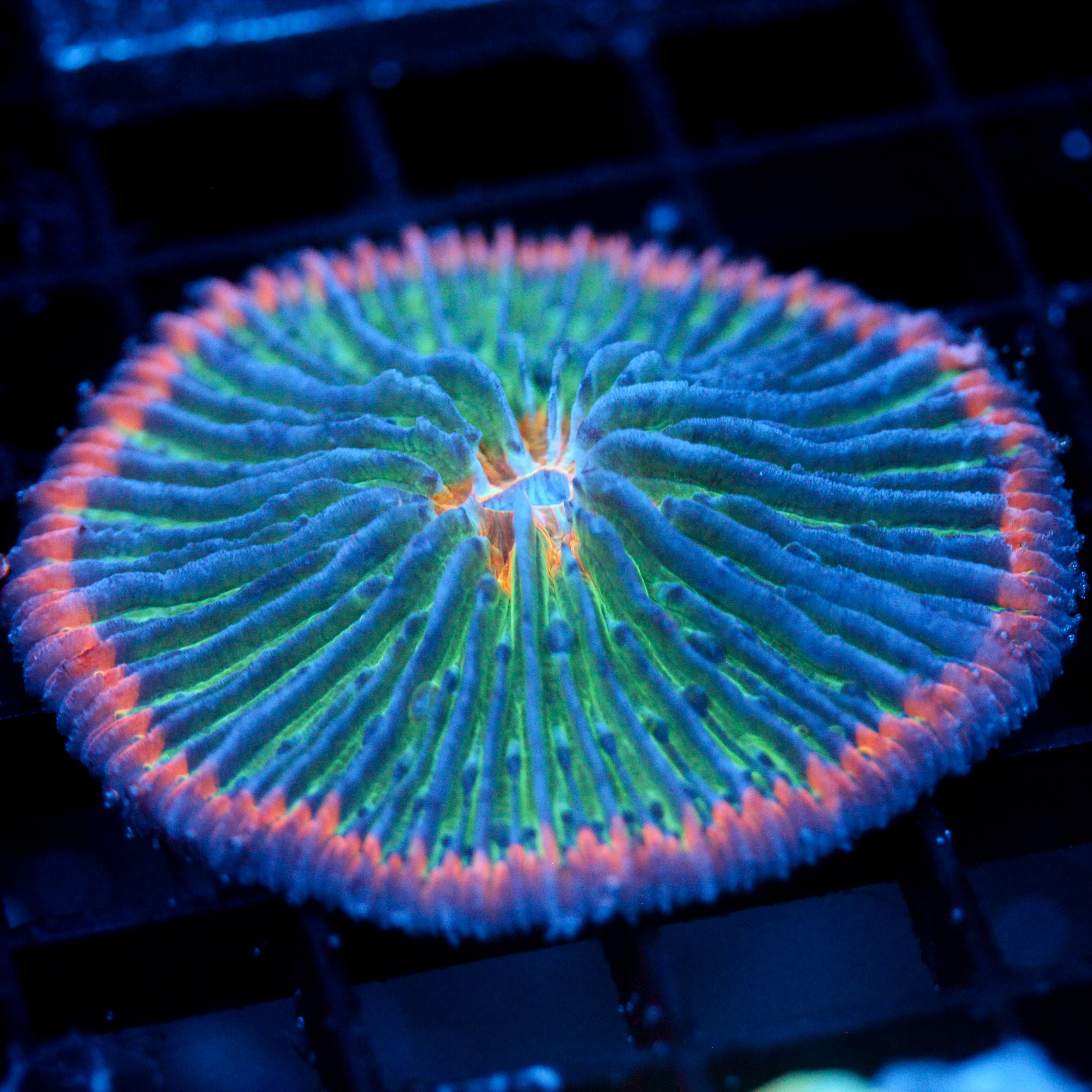 JC Sugared Rim Plate Coral 2"