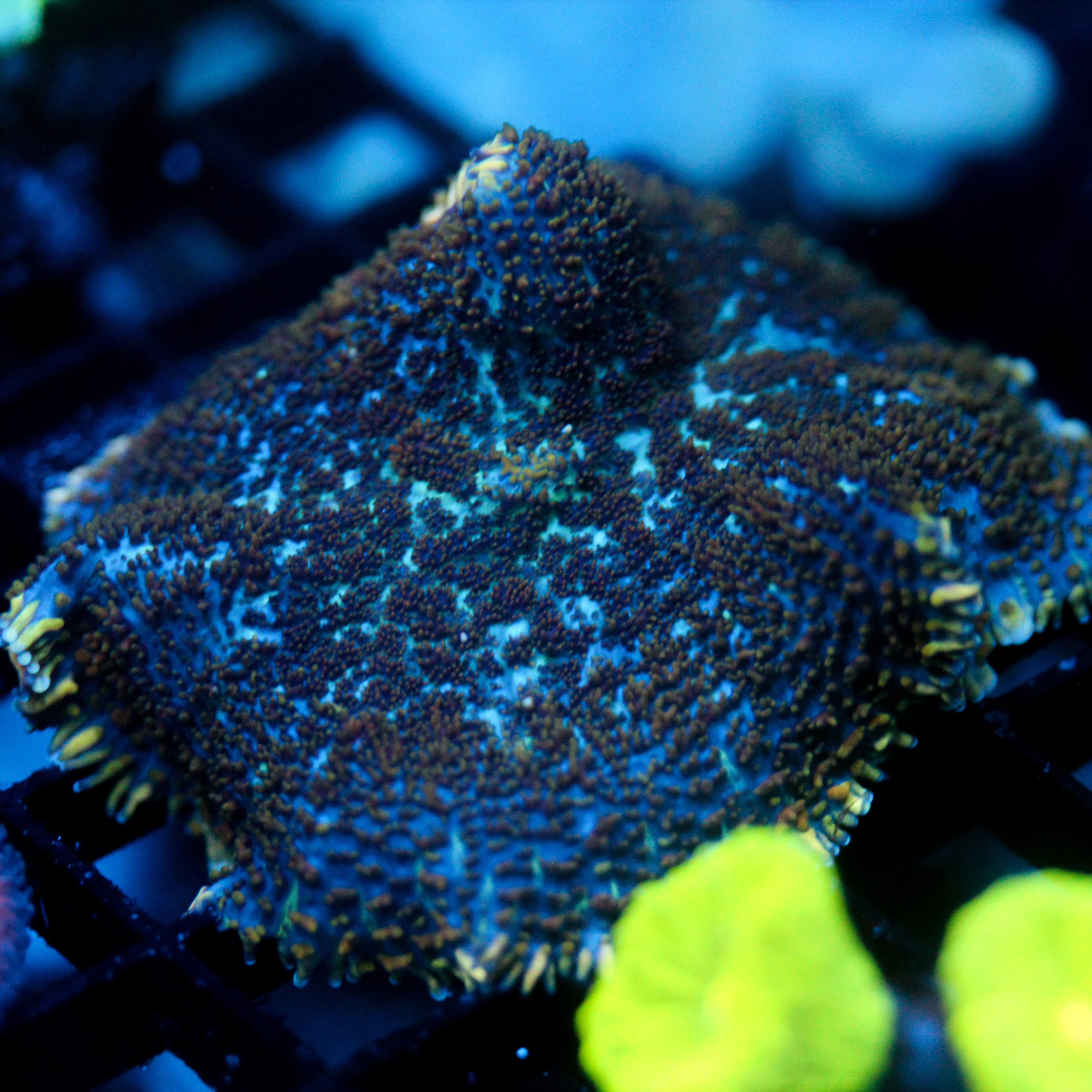 JC Neptunes Rug Rhodactis 2.5"+