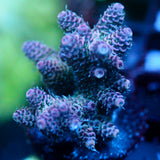 JC Purple Flux