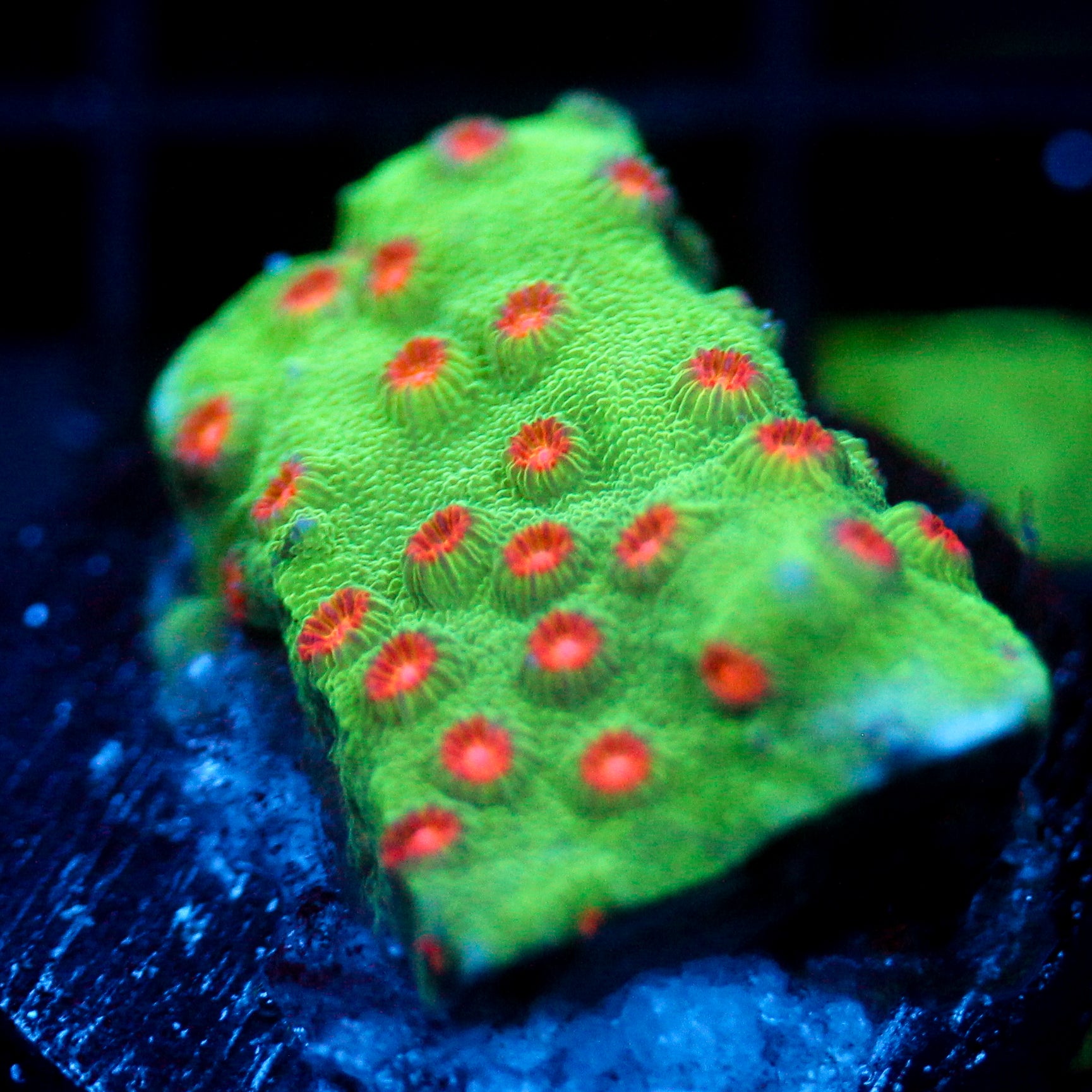 JC Evil Swarm Cyphastrea