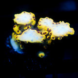 JC Yellow Jacket