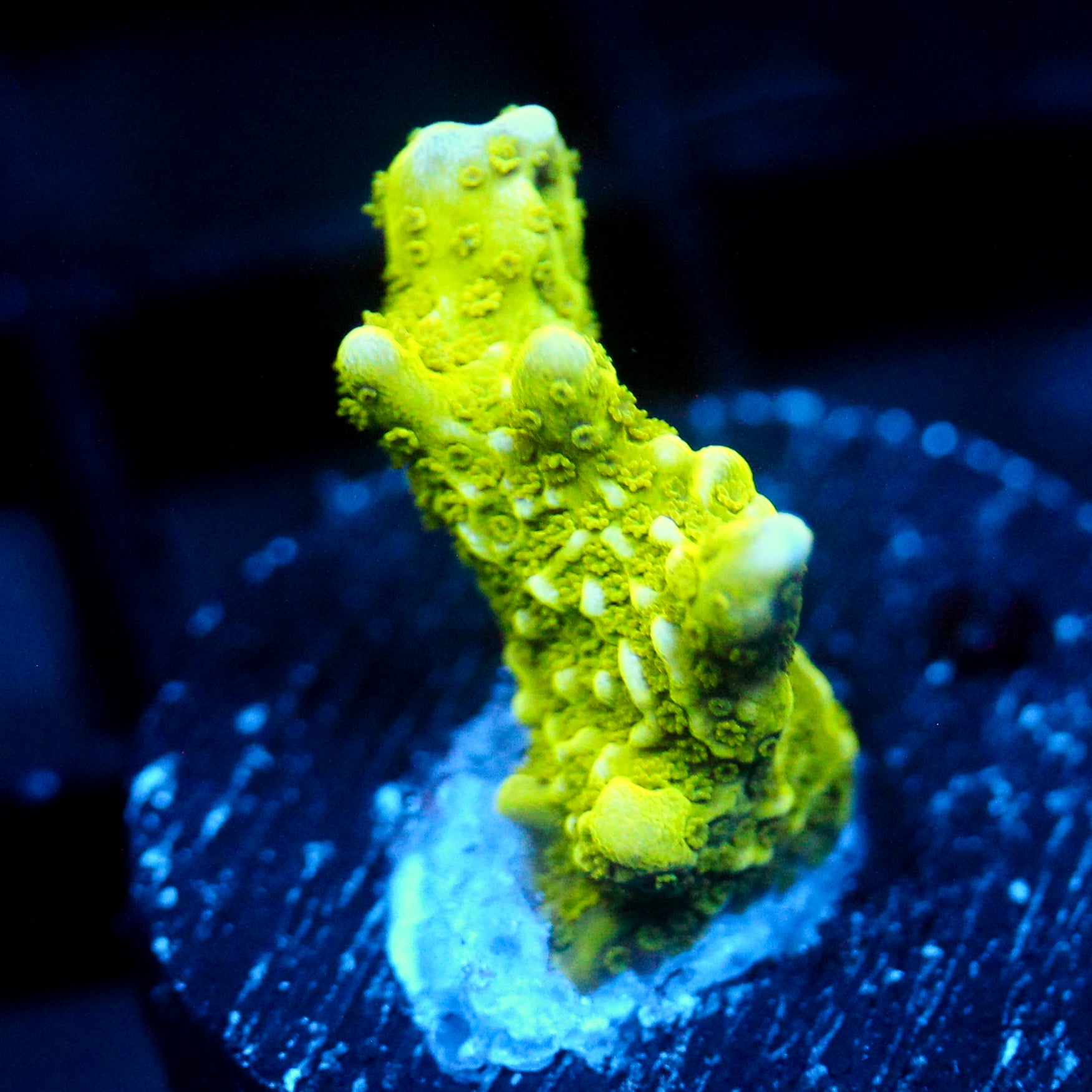 JC Neon Green Digi