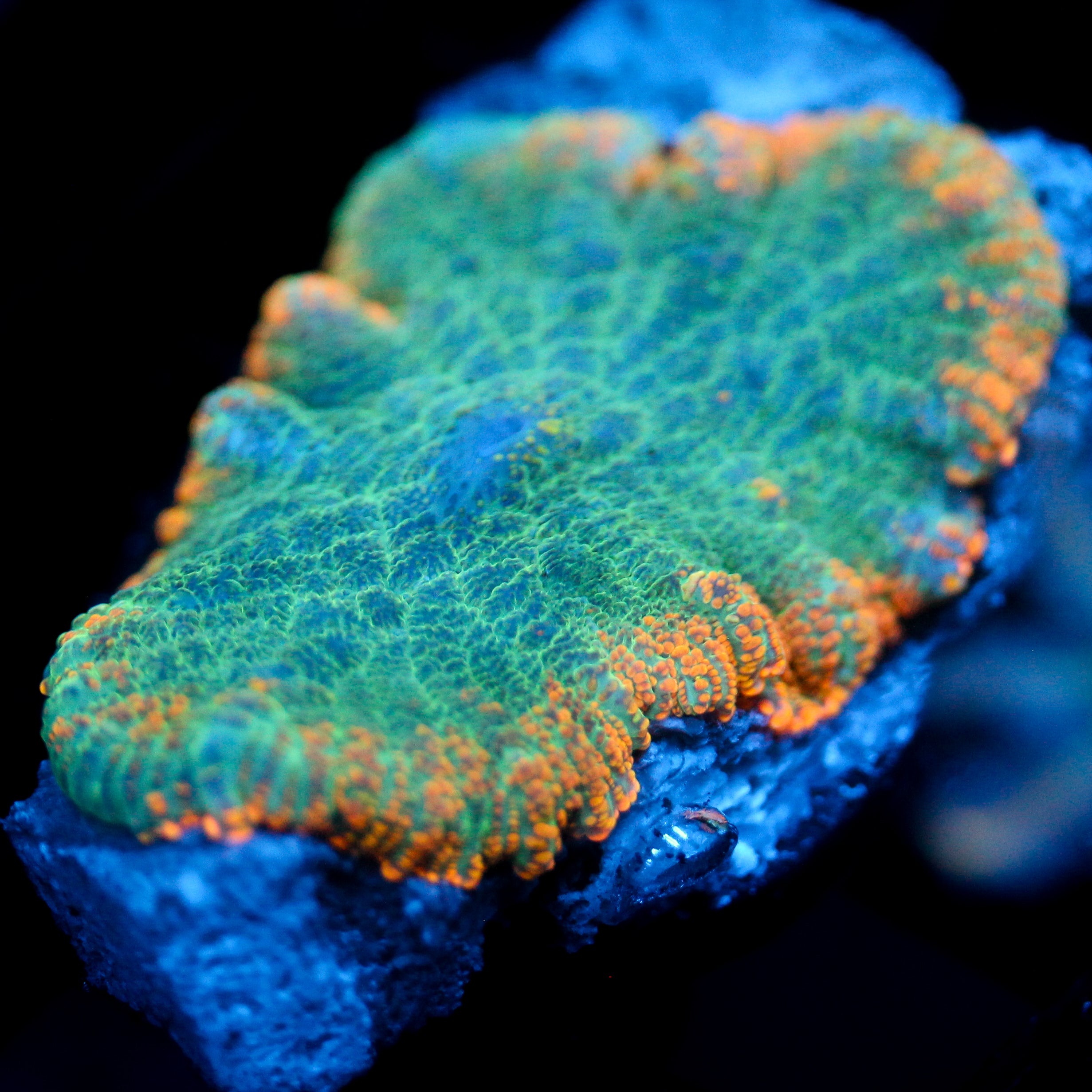 JC Mossy Lakes Rhodactis chunky