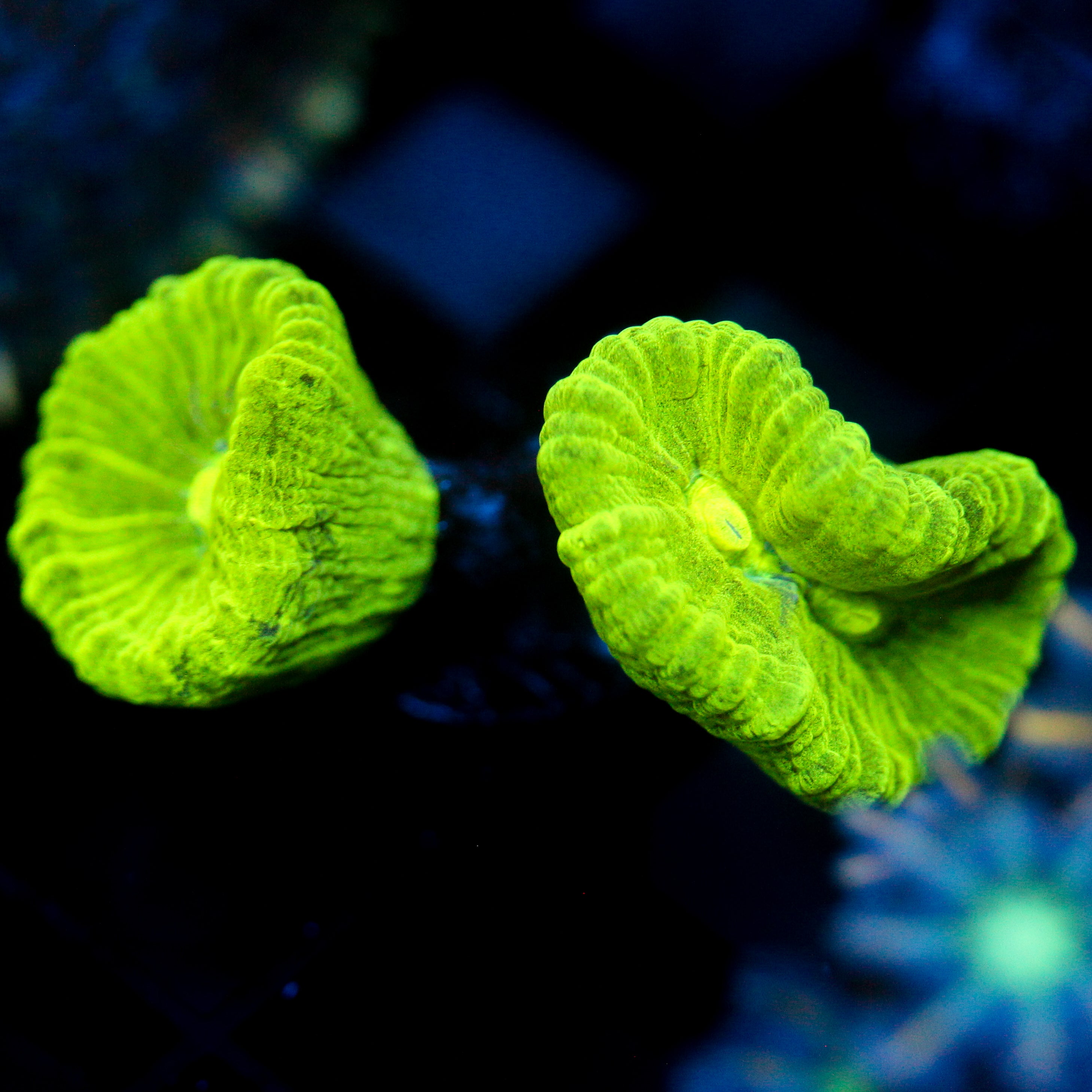 JC Neon Green Trumpet
