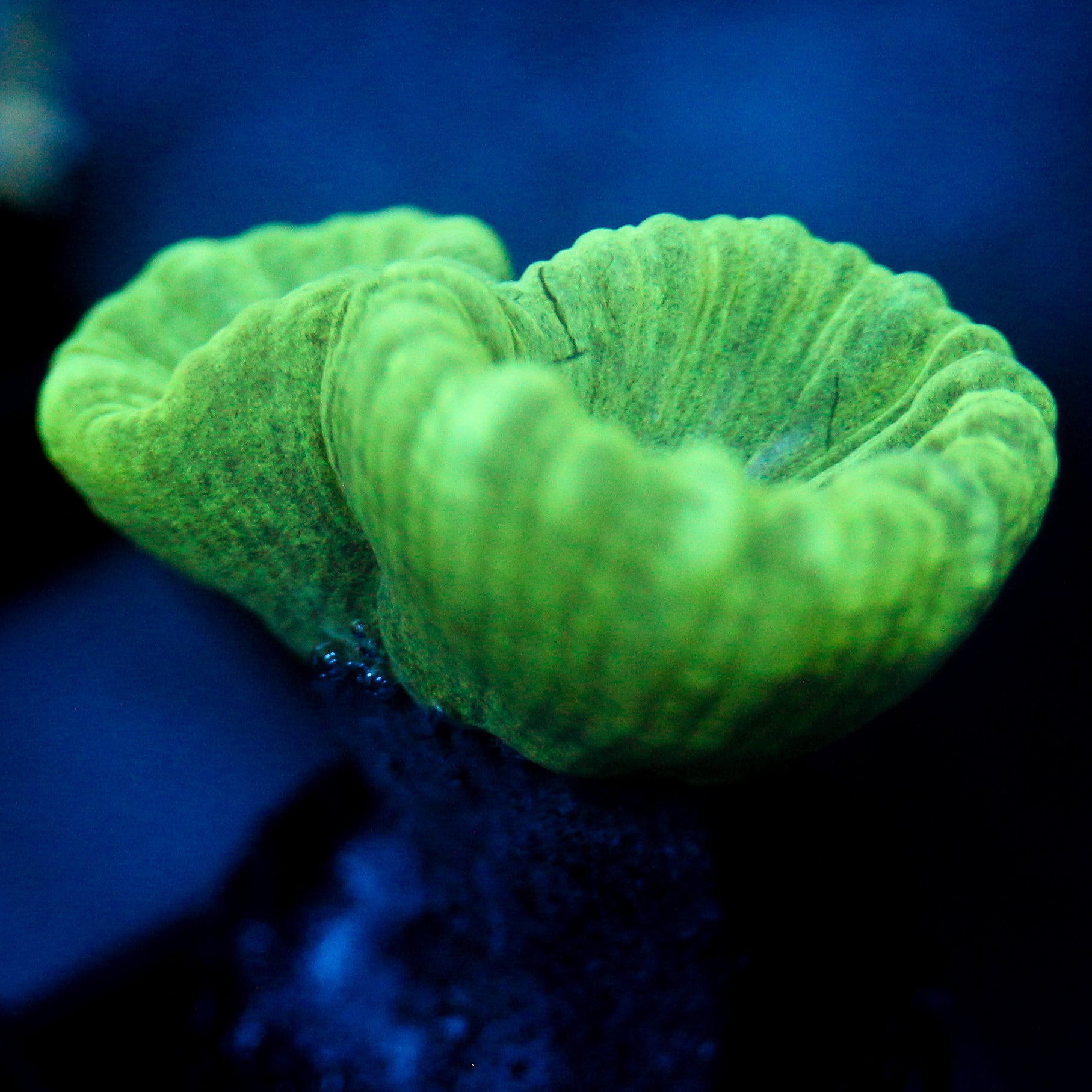 JC Neon Trumpet Coral