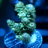 JC Fluffy Garden