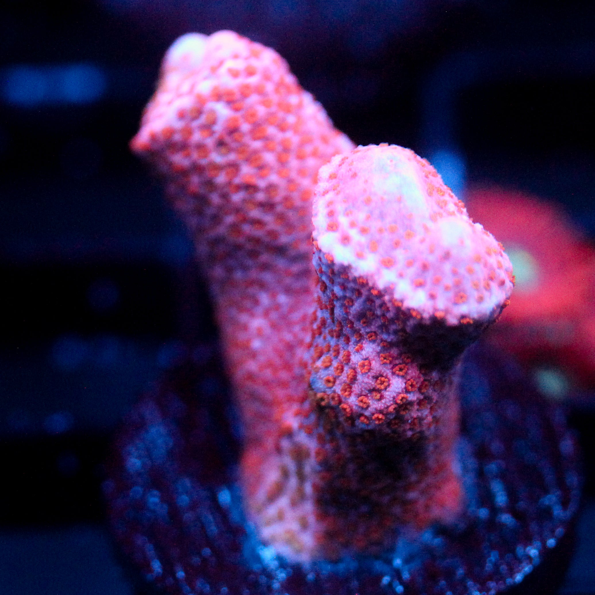 JC Pink Whisper Monti