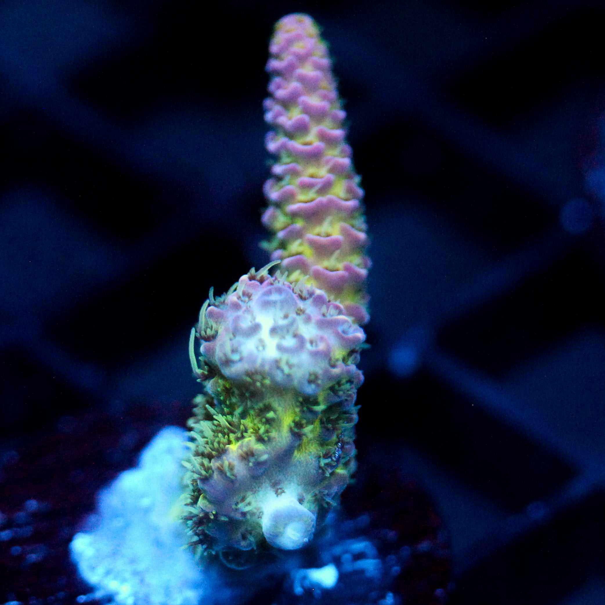 JC Pink Flux