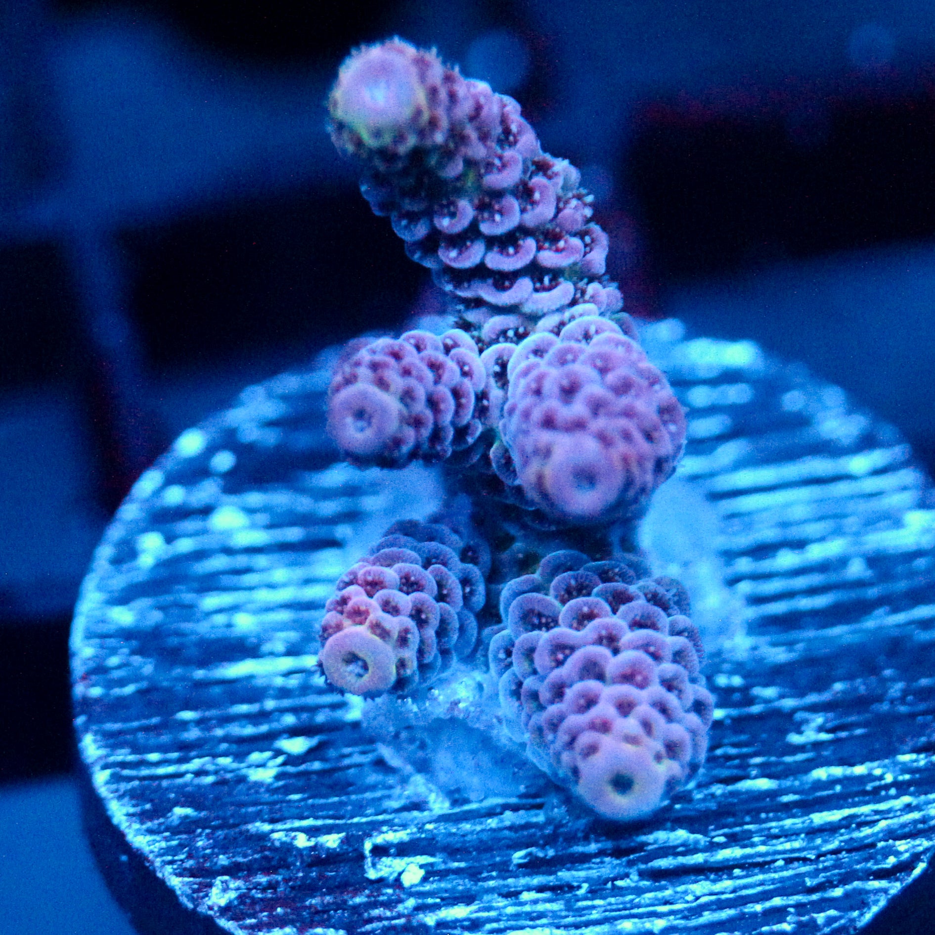 JC Pink Whisper