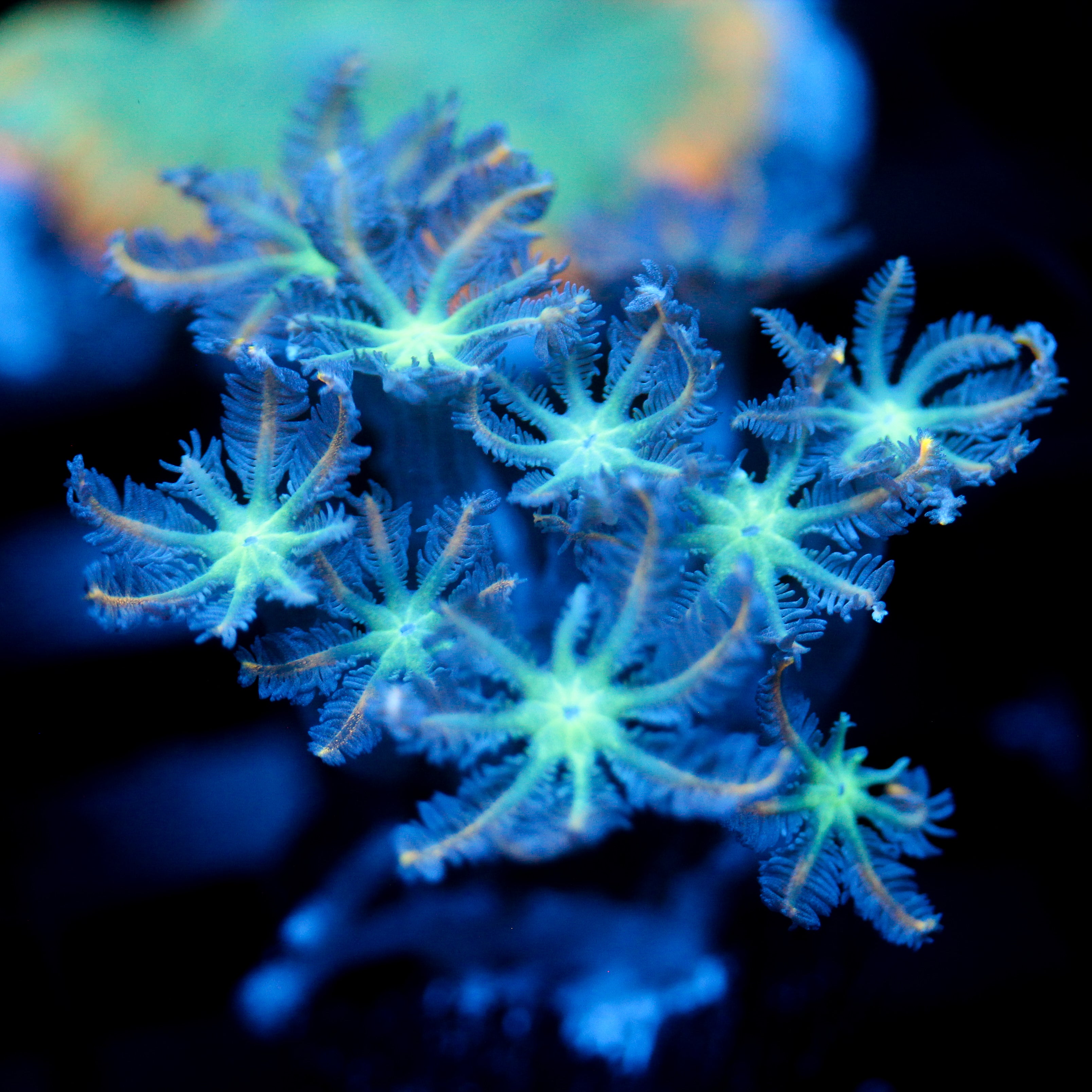 JC Orange Tip Clove Polyp