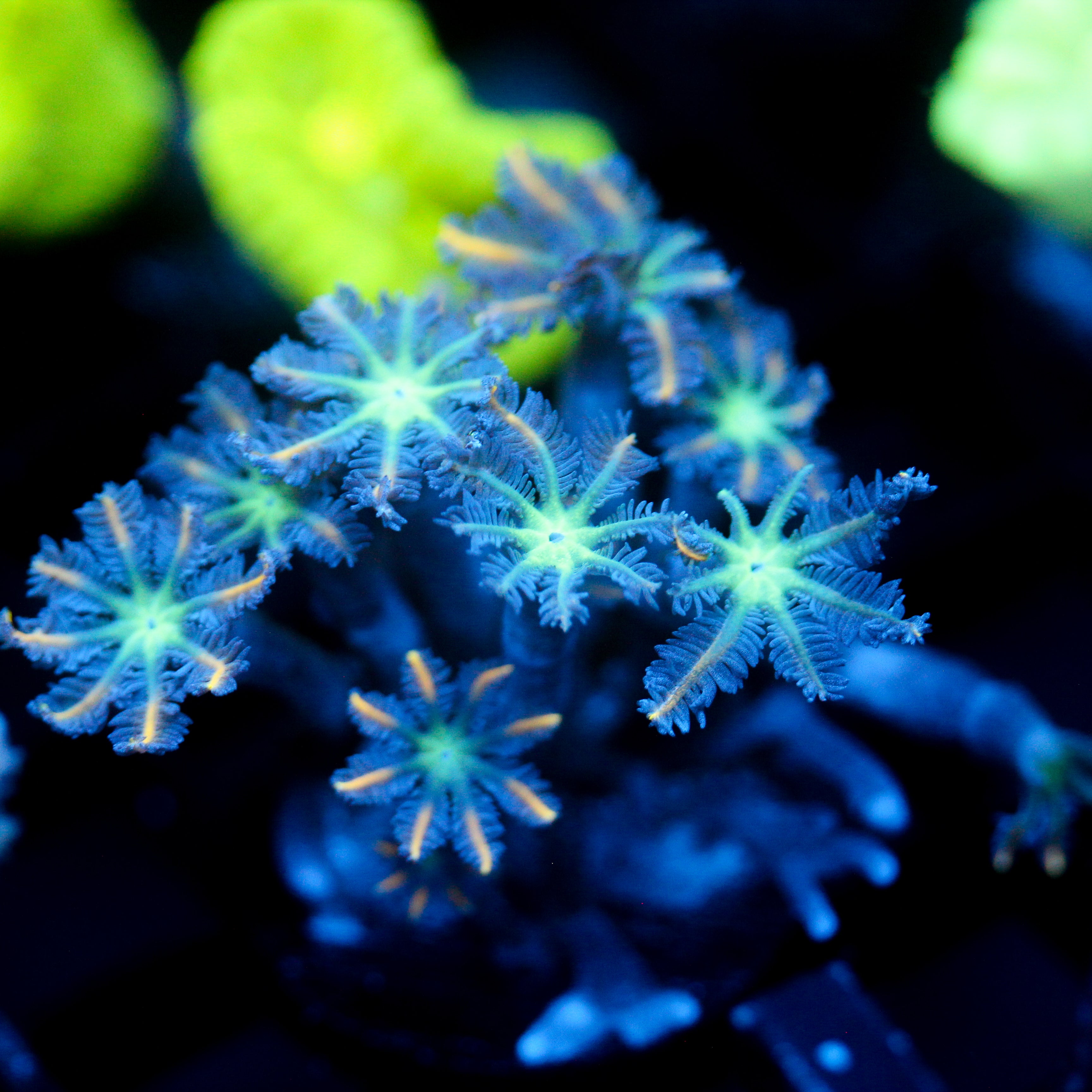 JC Orange Tip Clove Polyp