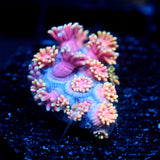 JC Cotton Candy Goni