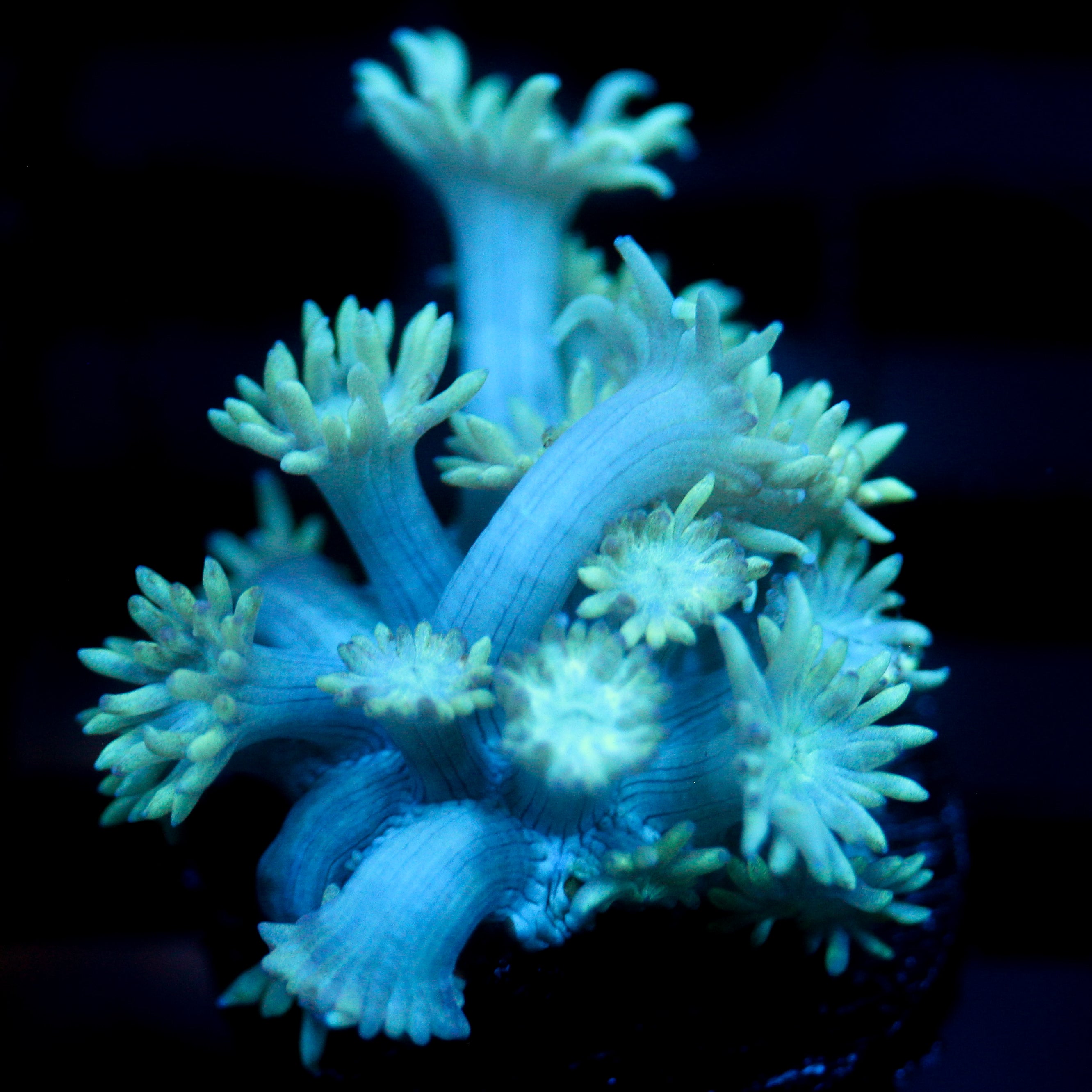 JC Blue Breath Goni