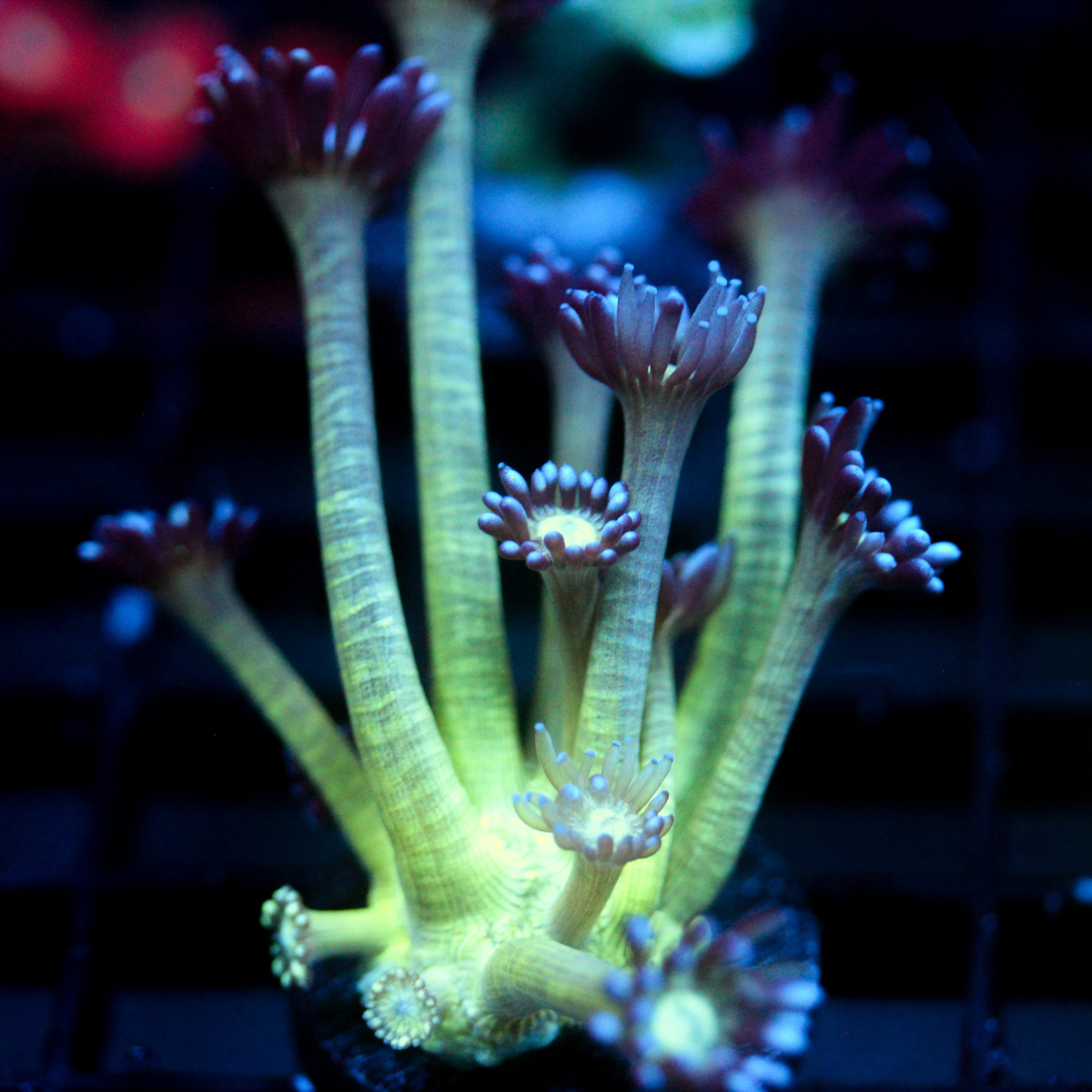 JC Peacock Goni