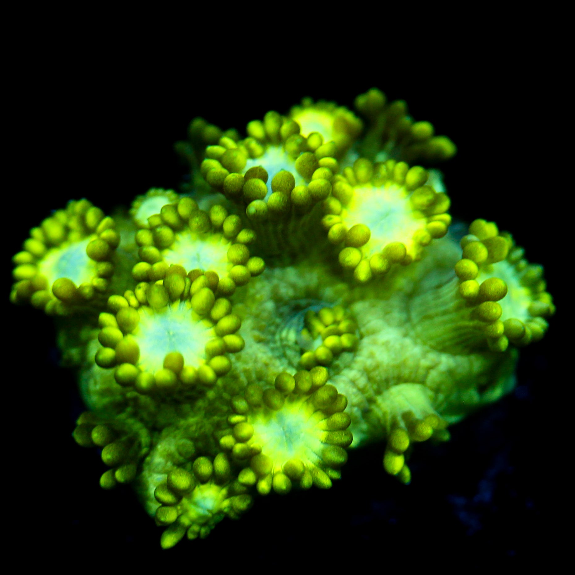 JC Uranium Fever Goni