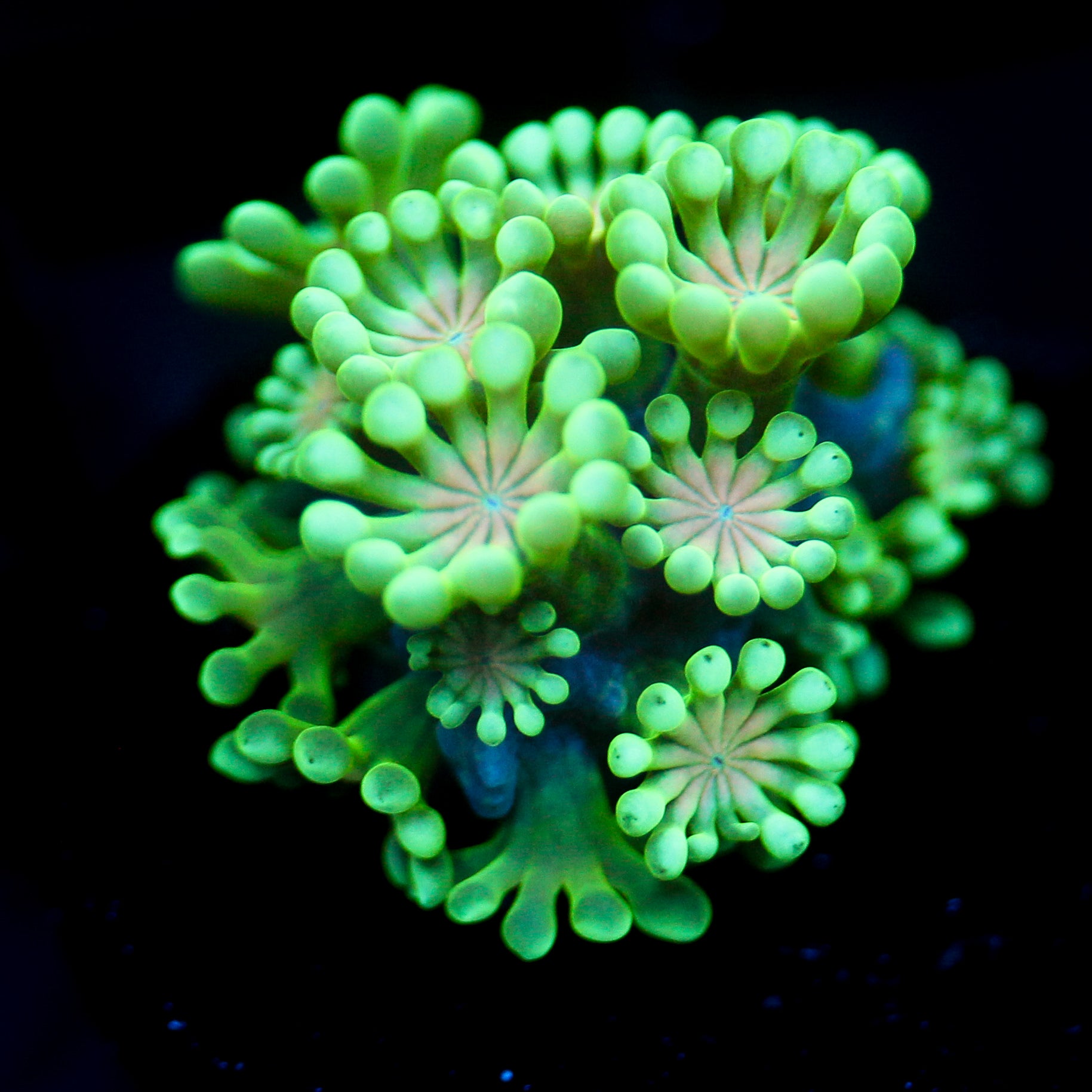 JC Orange Sucker Alveapora